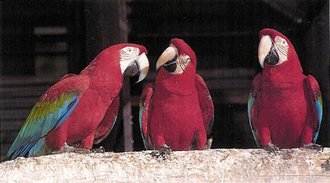 Parco Ornitologico Martinat